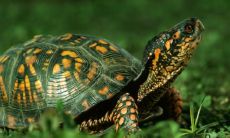 养了40年的草龟 什么颜色最好最贵