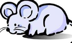 属鼠人2022年有没有犯太岁吗 运势如何