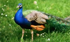 孔雀头朝向有哪些讲究 家里摆放的禁忌