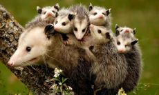 廉法英姓名评分77分