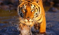 下山虎画寓意着什么 有什么禁忌