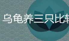 乌龟养三只比较吉利是什么风水说法