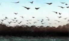 黄历中值年是什么意思？