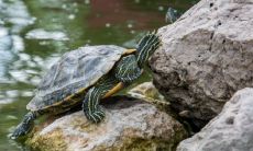 旺财风水之养龟六大忌