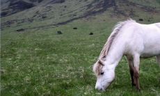 为什么男兔女马千万别在一起