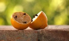 1984男鼠1991女羊婚配合适吗 结婚八字合不合