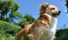 为什么属狗和属猪千万不能在一起