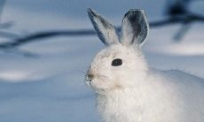 87兔和93年鸡女的姻缘 生肖相配吗