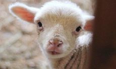 羊和鼠在一起对谁不利 怎么化解