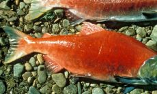 男属狗女属蛇在一起合适么 做夫妻财运好吗