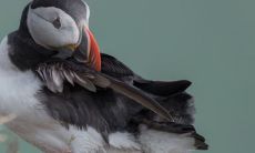 生肖里为什么龙怕猪 二者相克吗