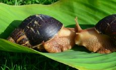 男鸡女狗千万别在一起为什么 婚配是大忌吗