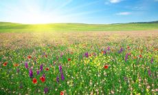 84年的生肖鼠真的会再婚吗 生肖鼠婚配禁忌