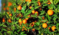 鼠男适合佩戴什么吊坠提升自己的运势