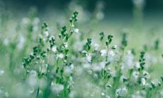 女虎和猪男千万别在一起为什么 一生婚姻状况如何