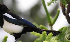 虎配兔一辈富是真的吗 是相配的上等婚姻吗