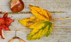 家里有属羊的为什么不能有虎 属相相克吗