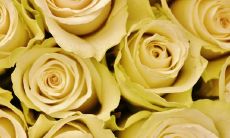 1996鼠与1999兔的婚姻合不合 适合结婚做夫妻吗