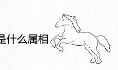 属马的情人注定是什么属相