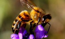 77蛇男86虎女适合做夫妻吗 在一起财运好吗