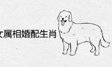 82年属狗女属相婚配生肖