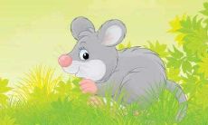 2021年属鼠年龄对照表 属鼠2021年的运势分析