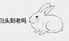 男兔女马能白头到老吗