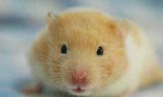 属羊和属鼠的八字合不合