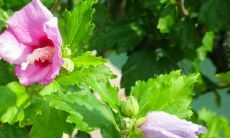 木槿树属凶木吗 在养家中禁忌有哪些