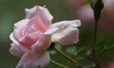 月季带刺影响风水吗 在庭院栽的风水禁忌有哪些