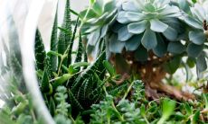 芦荟开花要发财了吗 民间的说法有哪些