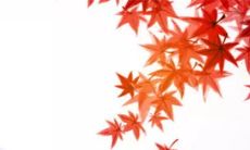 2023兔年生肖牛全年 入宅最旺的日子