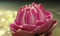 朱顶红大忌 招财吗