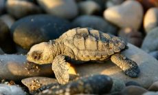 乌龟往外爬有什么征兆 临死前的征兆有哪些