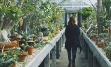 芦荟开花什么风水预兆 摆放家里有哪些禁忌