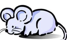 2019年属鼠的今年多大?属鼠的2019年几岁