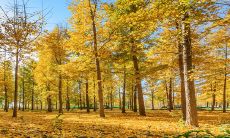 正月初一出生男孩天子命2023年 晚年生活丰足无忧