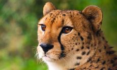 田崇青姓名评分88分