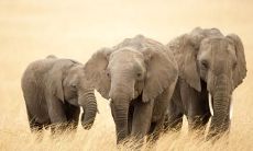 崔传啸姓名评分81分