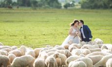 属猪男碰上属虎女是真爱吗 婚姻相配八字合不合