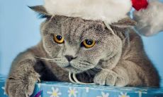 俞颐姓名评分93分