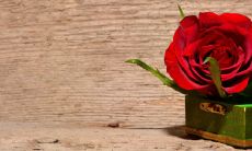 为什么虎和马特别好 适合做夫妻吗