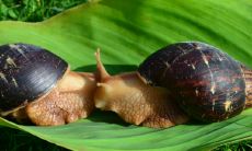 男牛女虎婚姻最终结局好吗 相配幸福吗