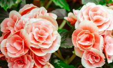 虎和猴在一起对谁不利 结婚结局会怎么样