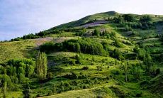 2021年1月出生属鼠的人命怎么样