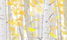 白百合花语:送白百合代表什么意思?