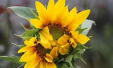 96年出生的生肖鼠幸运数字和颜色是什么