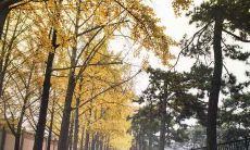 属鼠的今年多大了2021年 属鼠的今年多少岁