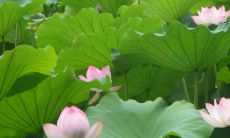 进门见荷花图好不好 家里挂画有什么禁忌