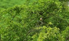 幸福树摆放禁忌 开花时祥兆